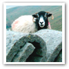 Thermafleece a sheep's wool alternative to mineral wool