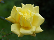 photograph of yellow rose